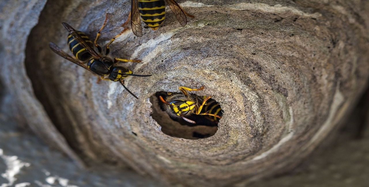Osie hniezdo na bytovom dome treba zlikvidovať